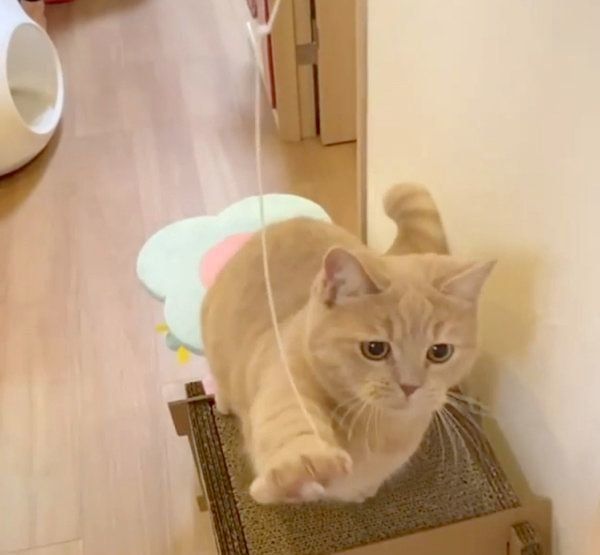 無邪気に遊ぶここちゃん