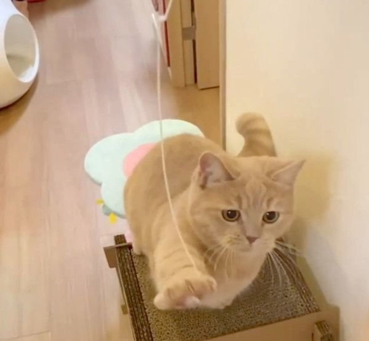 無邪気に遊ぶ猫をスロー動画で撮影したら 胸キュン行動がいっぱいだった ねこのきもちweb Magazine
