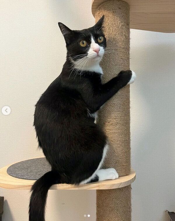 キャットタワーにしがみつくぽんずちゃん