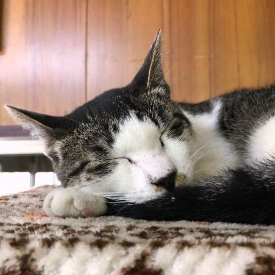眠る猫
