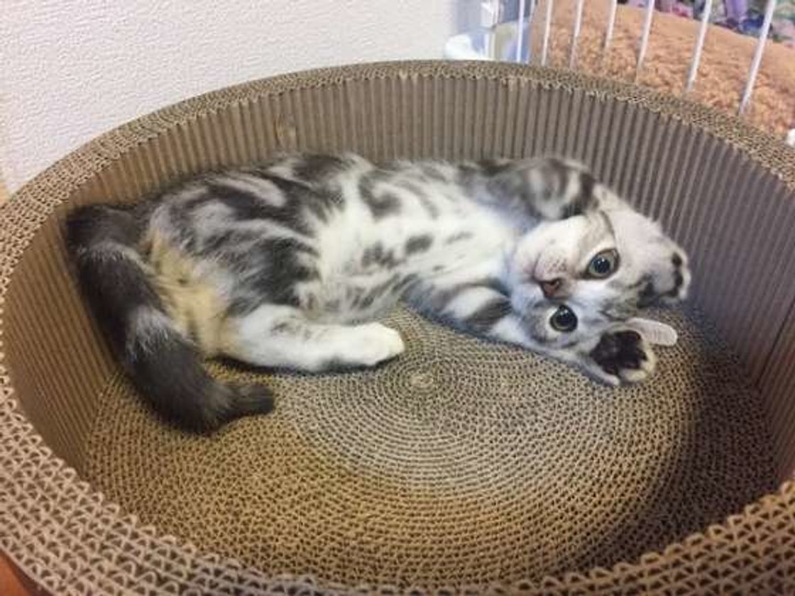 獣医師が解説 効かない猫も またたびの効果 危険性 上手な与え方 ねこのきもちweb Magazine