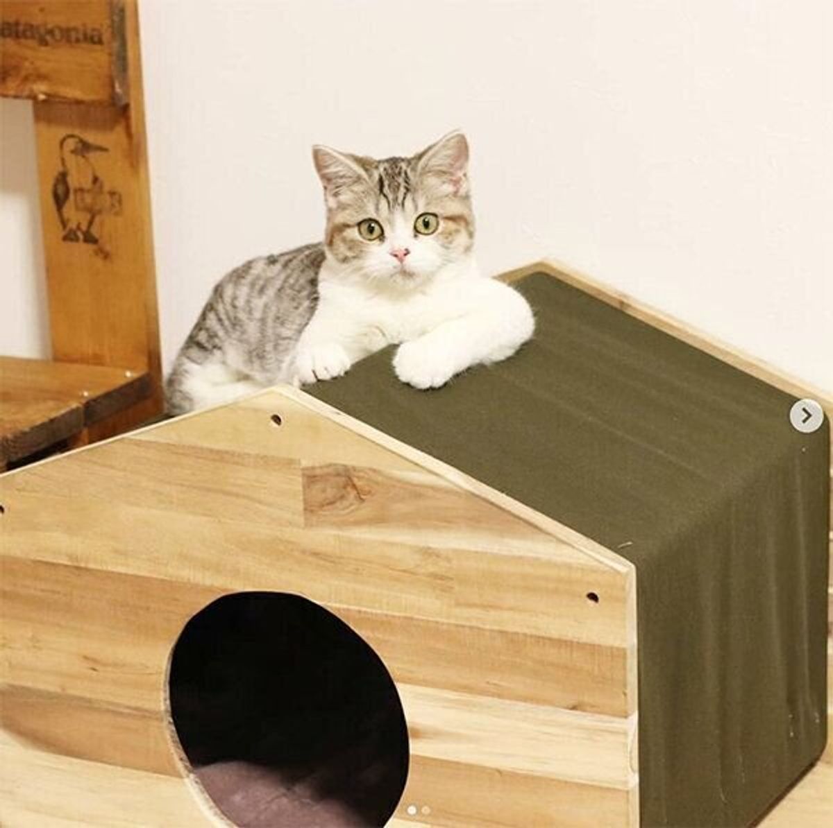 3階建てまで 愛猫のために作る Diy猫ハウス のクオリティに驚き ねこのきもちweb Magazine 3階建てまで 愛猫のために作る Diy猫ハウス のクオリティに驚き ねこのきもちweb Magazine