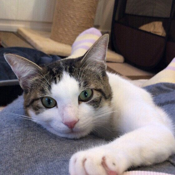 甘えん坊なよつばちゃん