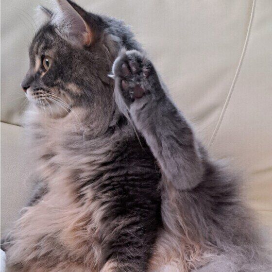 冬毛のサイベリアン