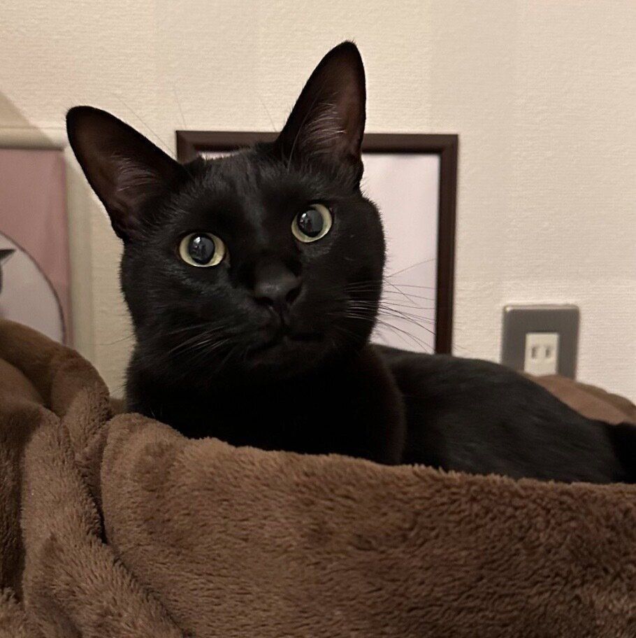 見つめるトニーくん