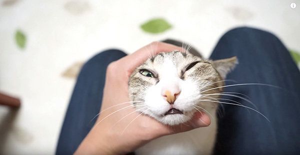 マッサージされる猫