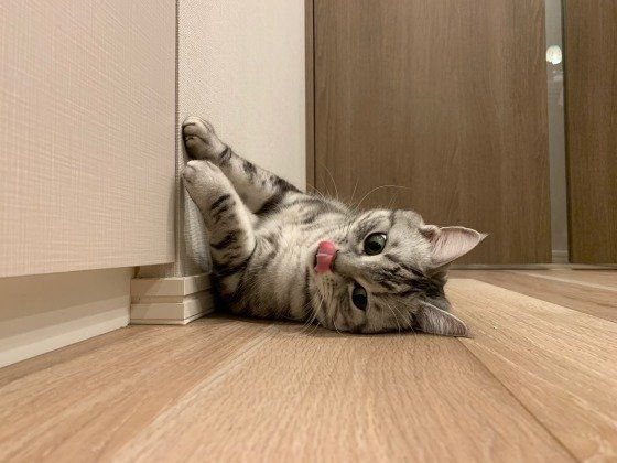 ぺろっとベロ出すアメリカンショートヘア