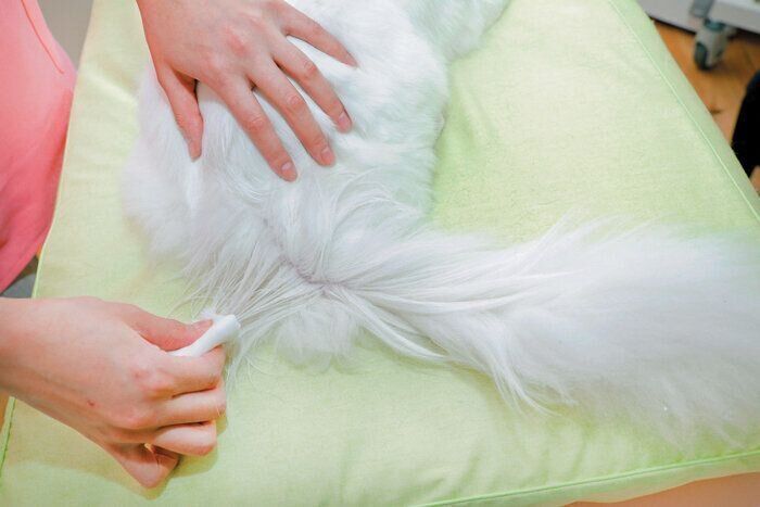 しっぽの拭き取り