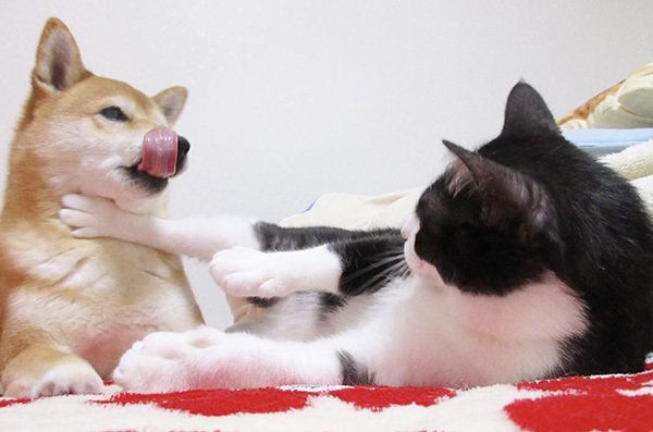 はちわれ猫のからしちゃんと柴犬のうららちゃん