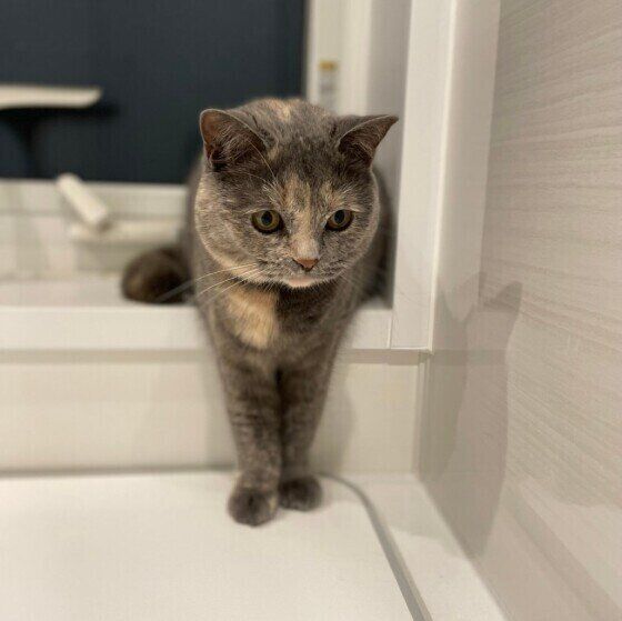 お風呂のパトロールをするマンチカン