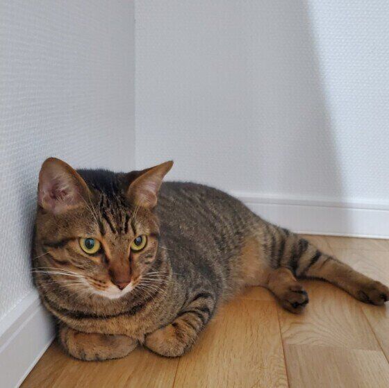 お部屋でくつろぐMIXの男の子