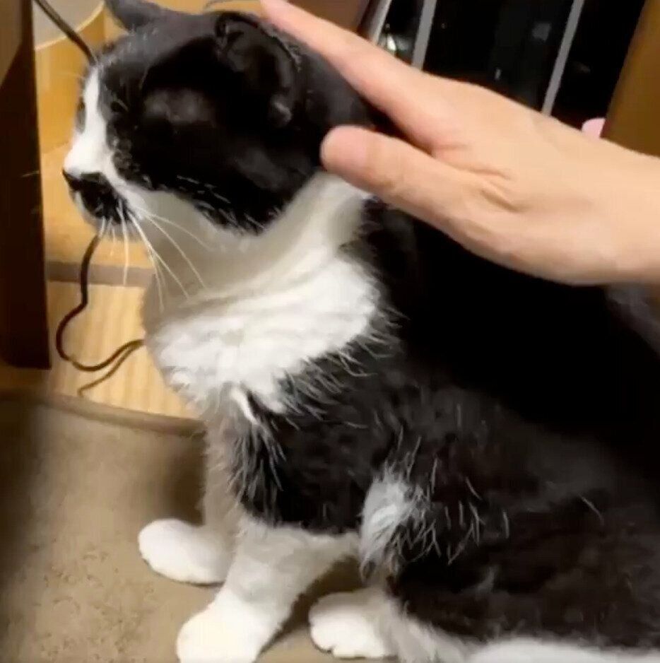 ナデナデの手を止めることを許さないドツちゃん