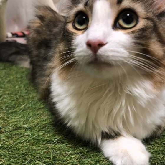 ノルウェージアンフォレストキャットの由桜ちゃん