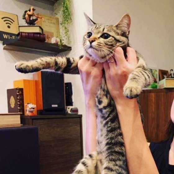 抱っこされる猫