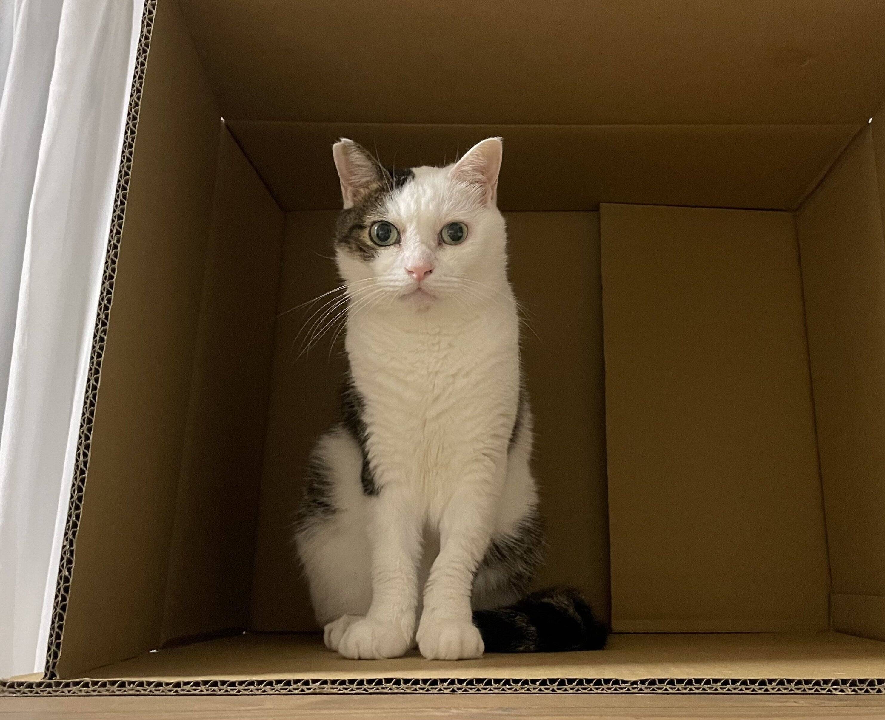 ダンボール箱の中に座る金四郎くん