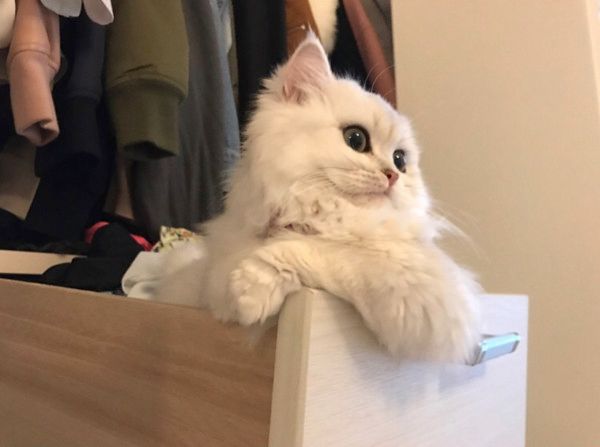 ドヤ顔をする猫