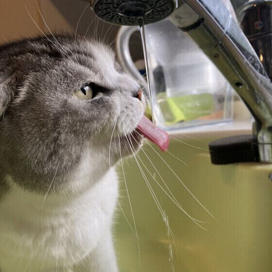 スコティッシュフォールドのわさびくん