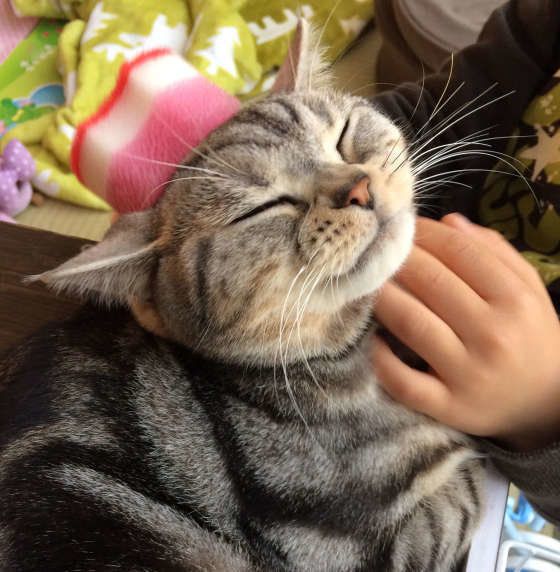 手とスポンジで撫でられているアメリカンショートヘア