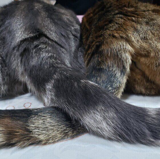 しっぽを絡ませ合うアメショのディアちゃん