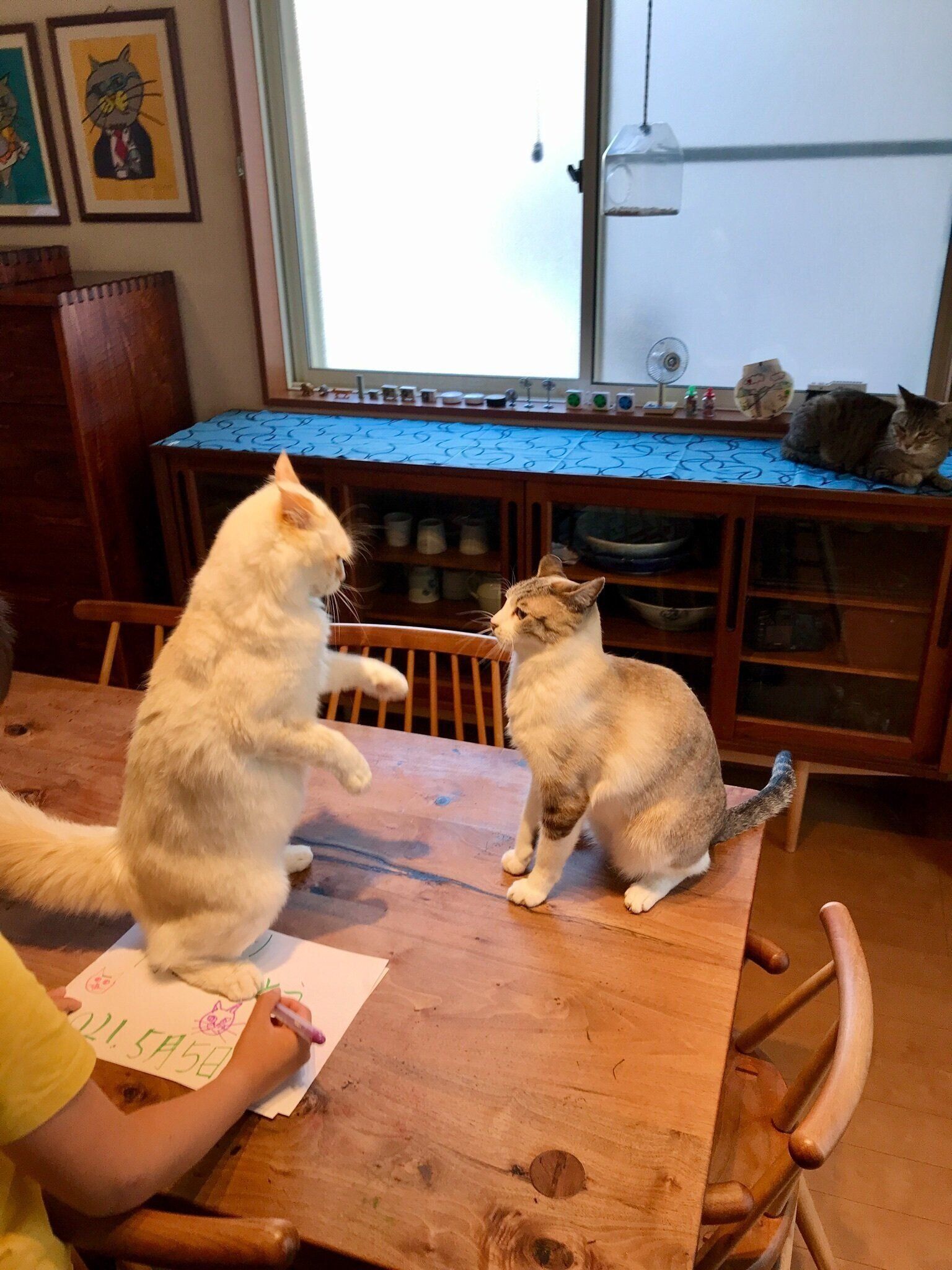 睨み合う猫たち