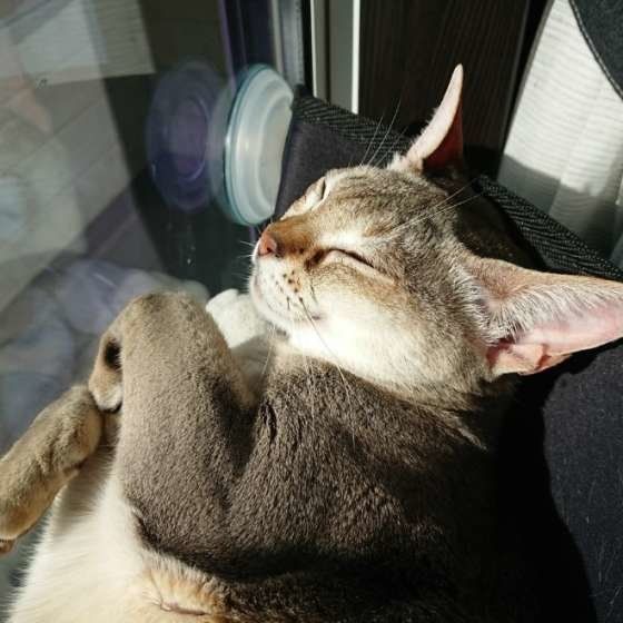 シンガプーラのまゆちゃん