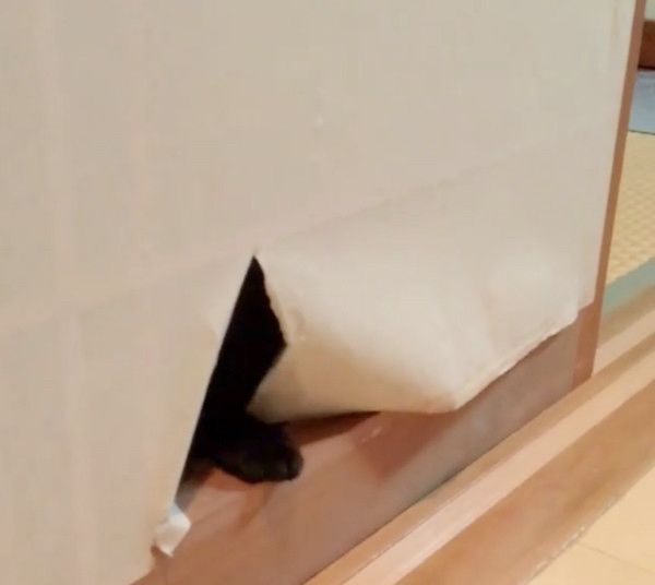 障子からひょっこり顔を出す猫