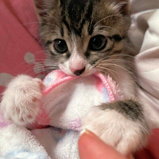 タオルを噛むキジトラ