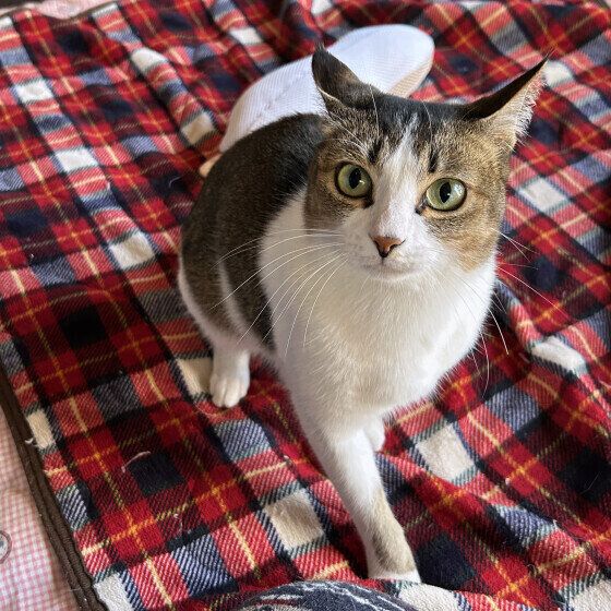 ひとにちょいちょいする日本ネコ