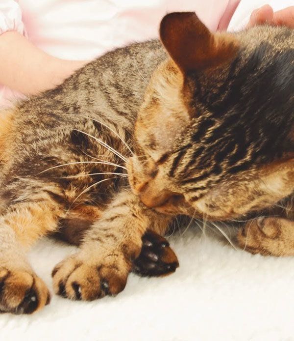 毛づくろいする猫