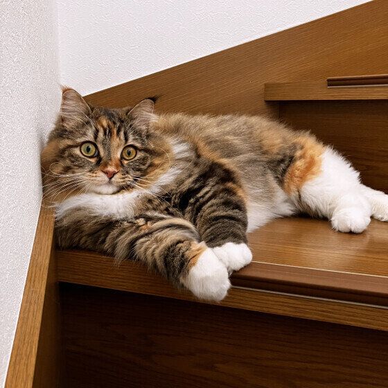 サイベリアンのうにもちゃん