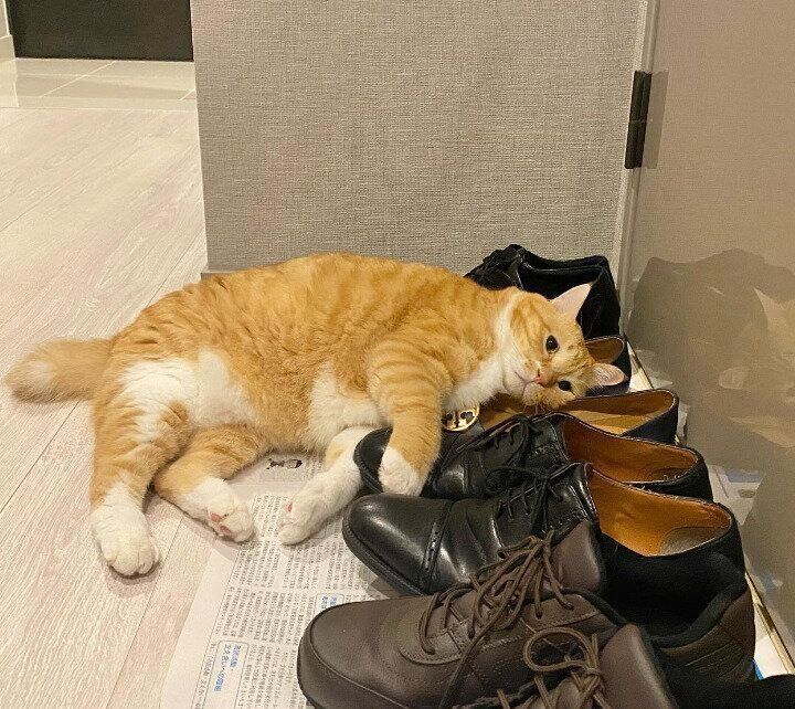 靴の上に寝そべるぐっぴーくん