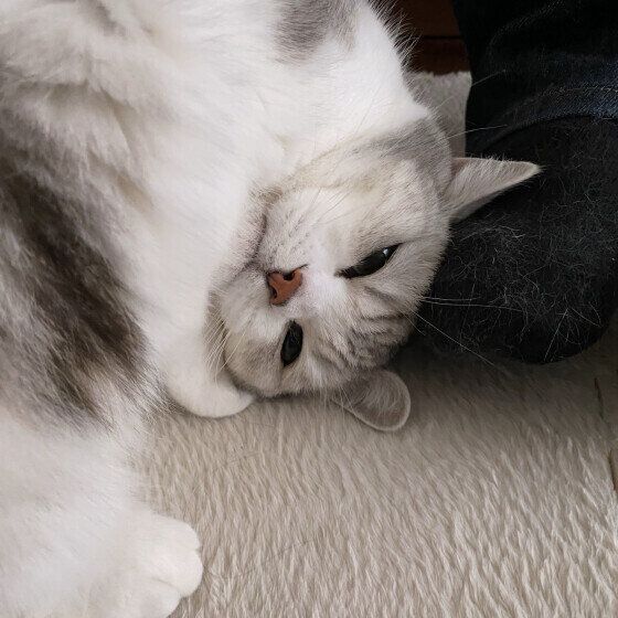 頭をこすりつける猫