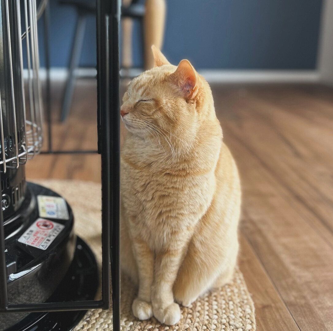 ストーブの前でスタンバイするもいわちゃん