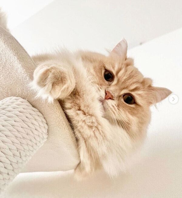 見つめるモニくん