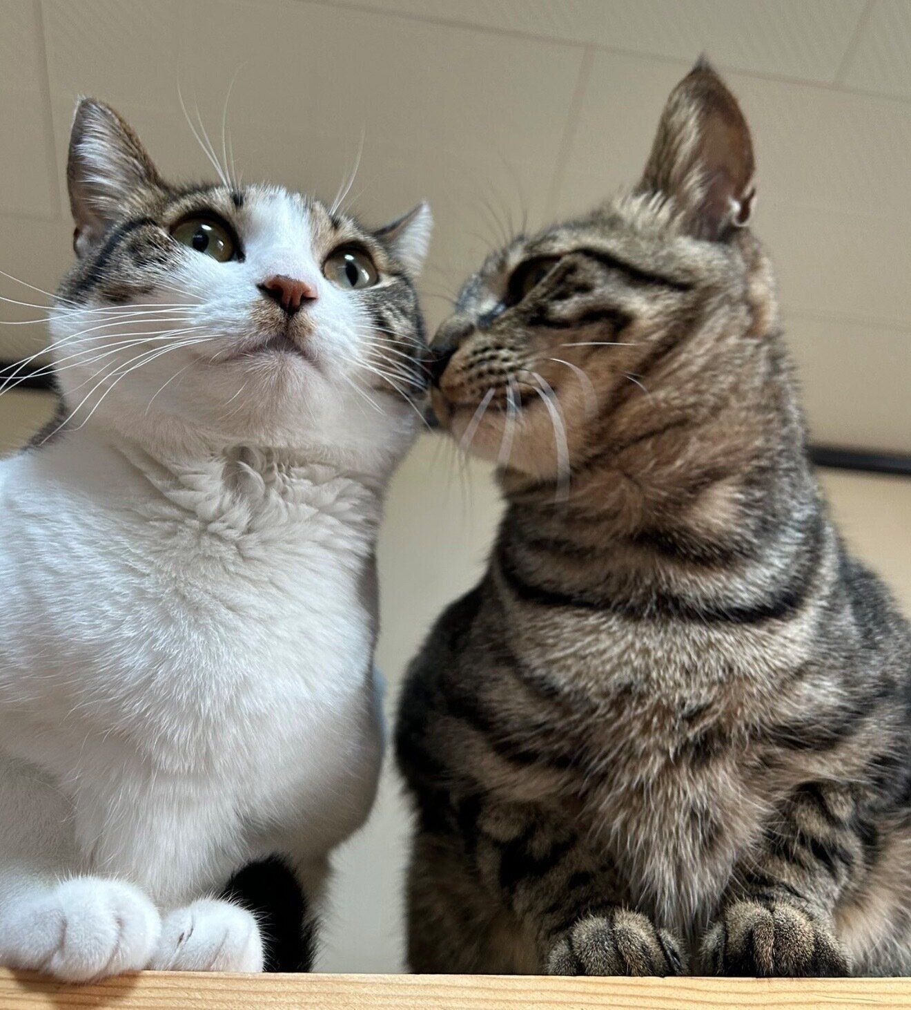 仲良しななぎくん、よもぎちゃん