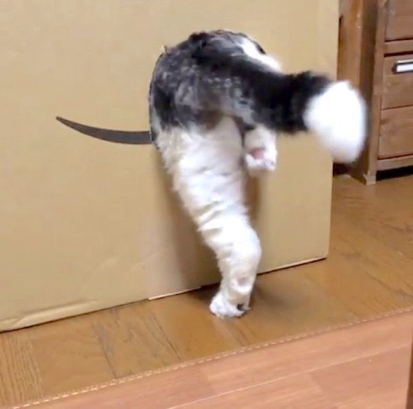 なかなか穴に入れないスコティッシュフォールド