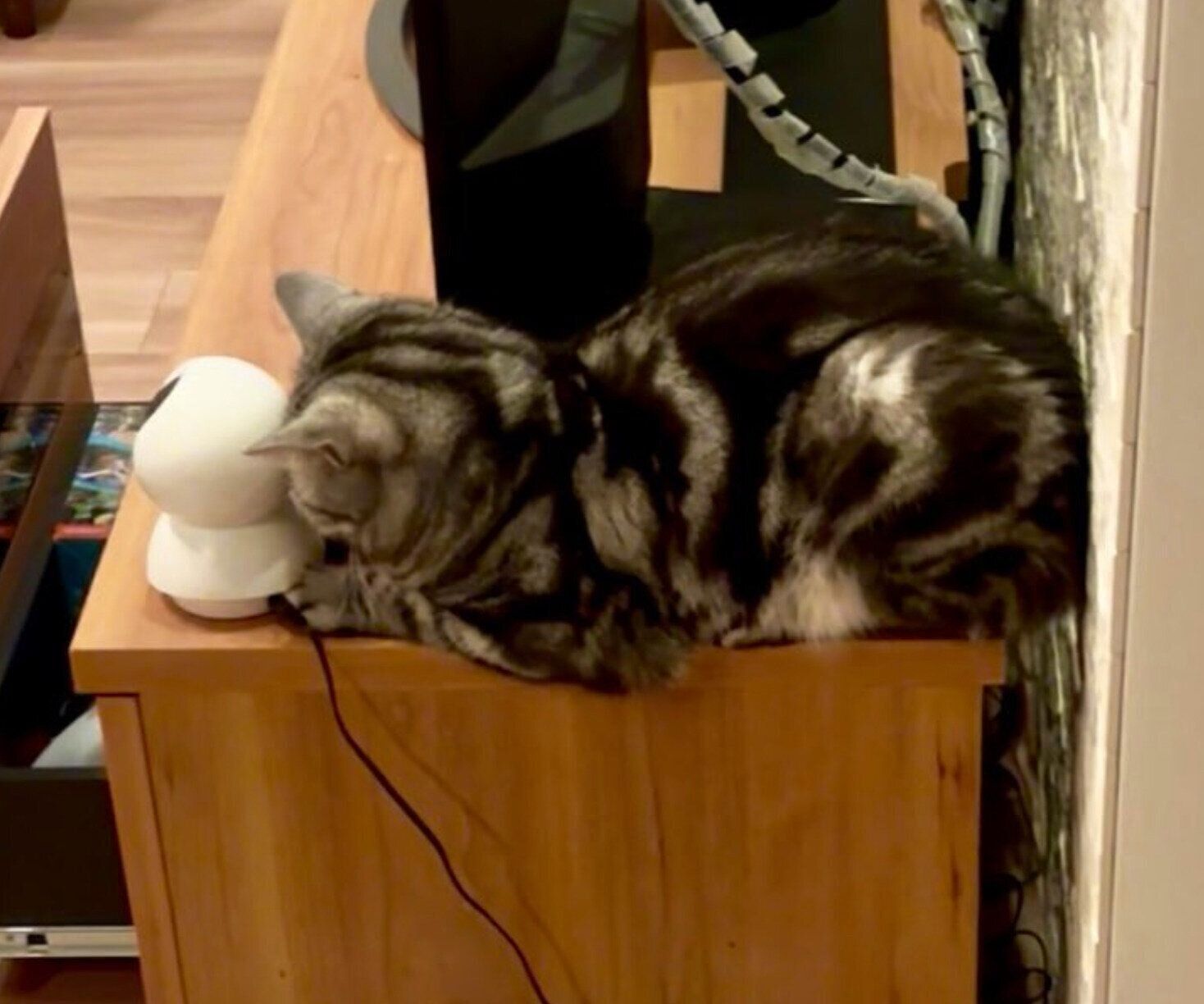 ペットカメラの後ろで眠るあんこくん