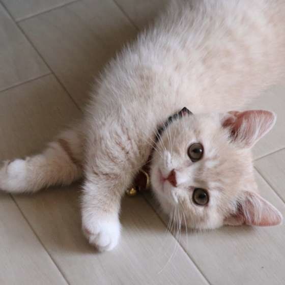 バロンくん　マンチカン