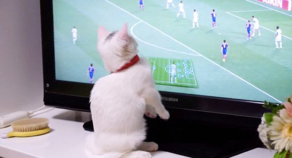 テレビを観る猫