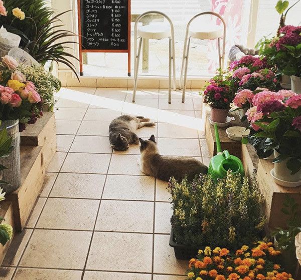 フックちゃんとばずちゃん