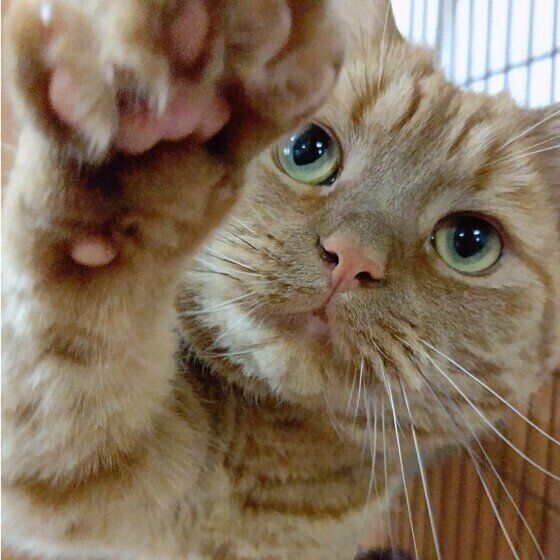 アメリカンショートヘアの龍太くん