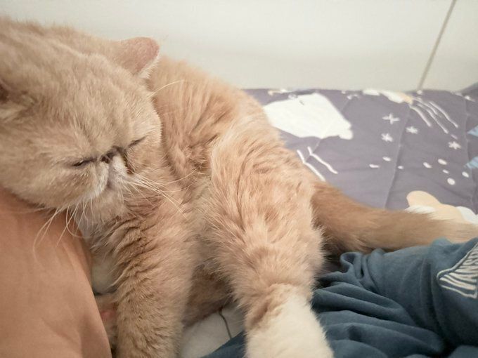 飼い主と昼寝するエキゾチックショートヘア