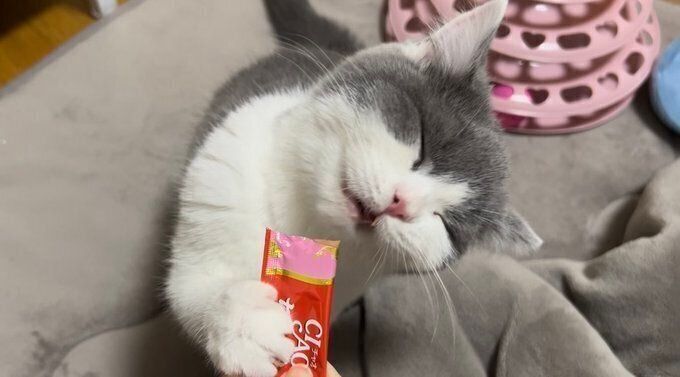 話題になった投稿　表情がたまらなくかわいい