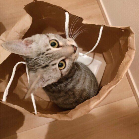 サバトラ猫のゆきまるちゃん