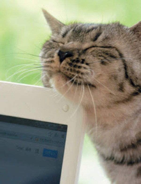 猫のスリスリ行動とは