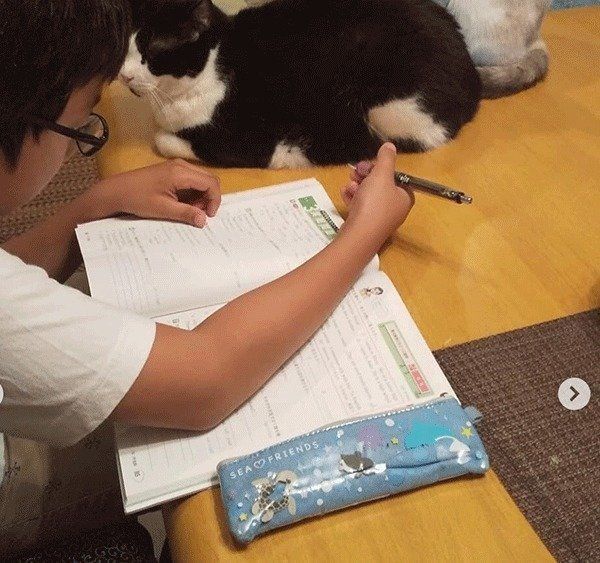 宿題をしているか見張る猫