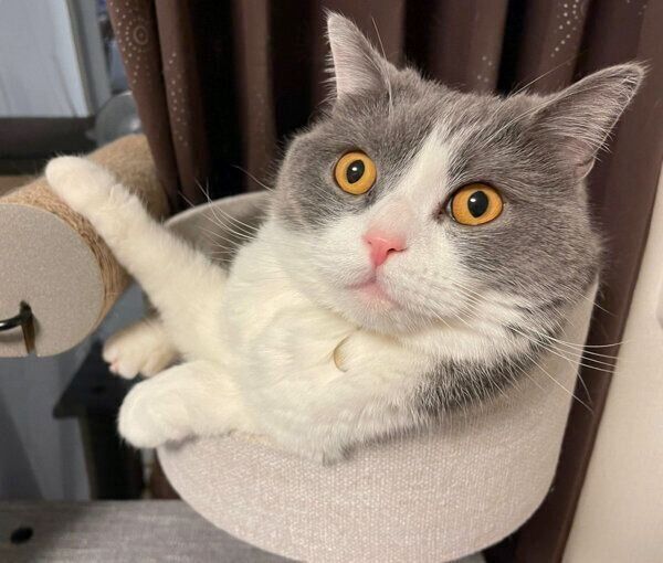 まったりするソアラちゃん