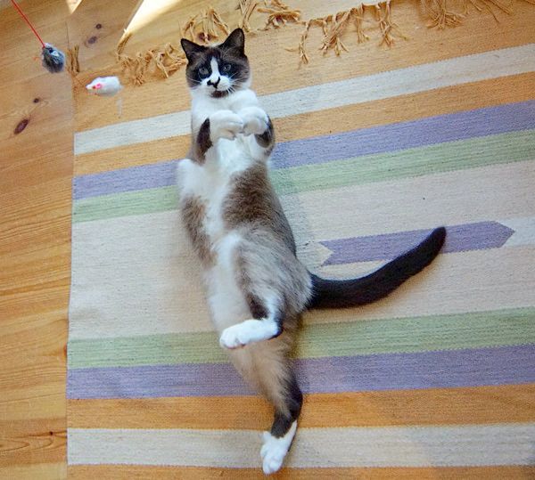 おもしろいポーズをする猫