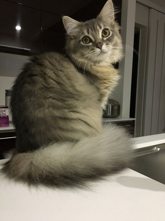 サイベリアンのブルータくん