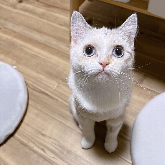 マンチカンの藤ちゃん